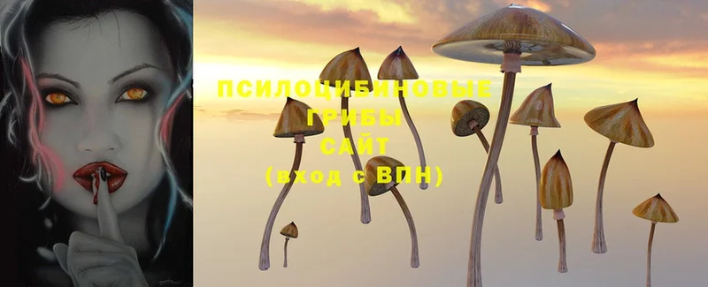 Псилоцибиновые грибы Psilocybe Сафоново